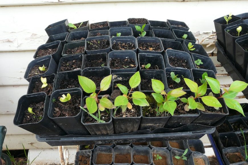 Growing Fruit Trees From Seed Pip Permaculture Magazine
