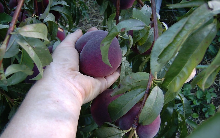peaches off the fruit tree