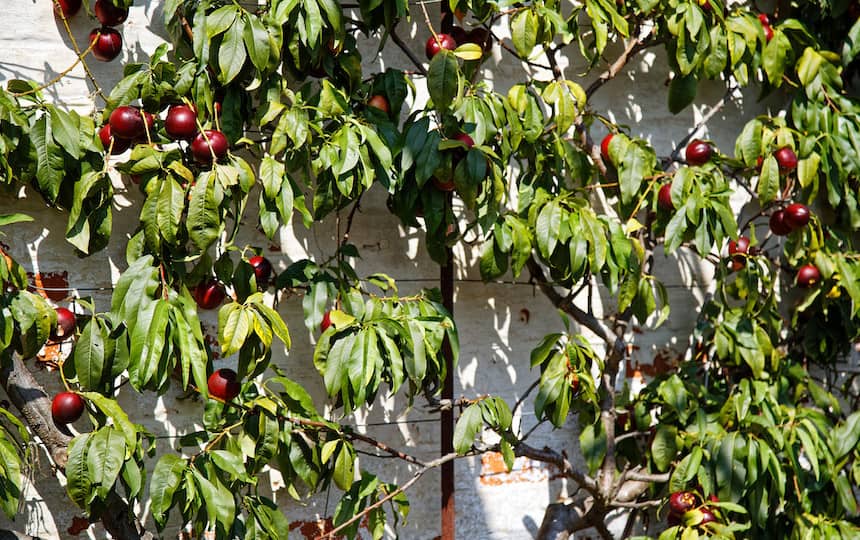 How to espalier fruit trees
