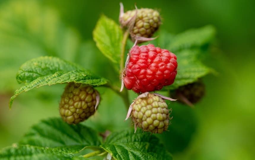Planting-berries-raspberries