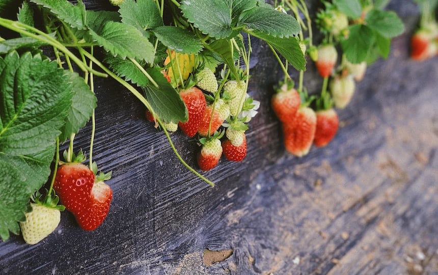 planting berries strawberries