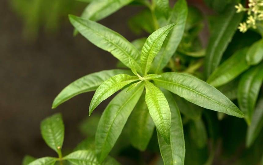 4 Herbal Teas To Grow At Home Lemon Verbena