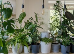 6 Indoor Plants For Beginners