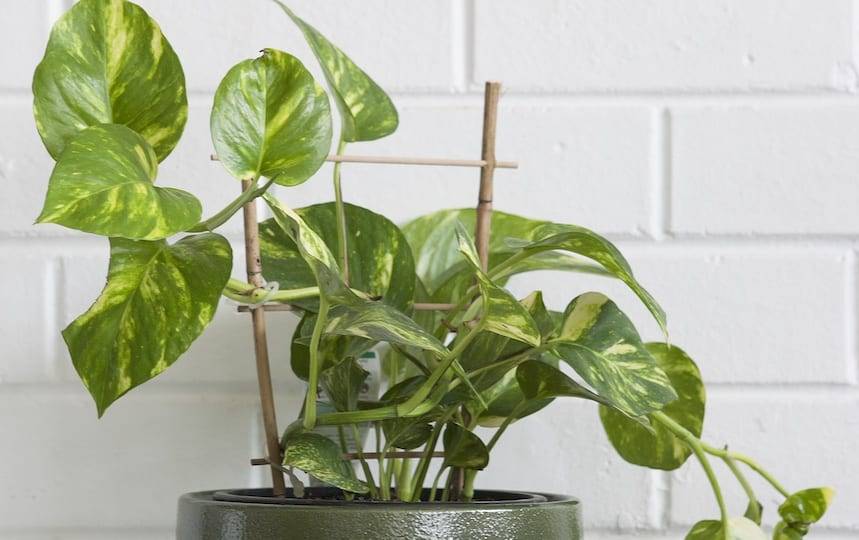 Did you know that houseplants can help purify the air? Some of the best plants to use include English Ivy, Peace Lily and Spider Plants.