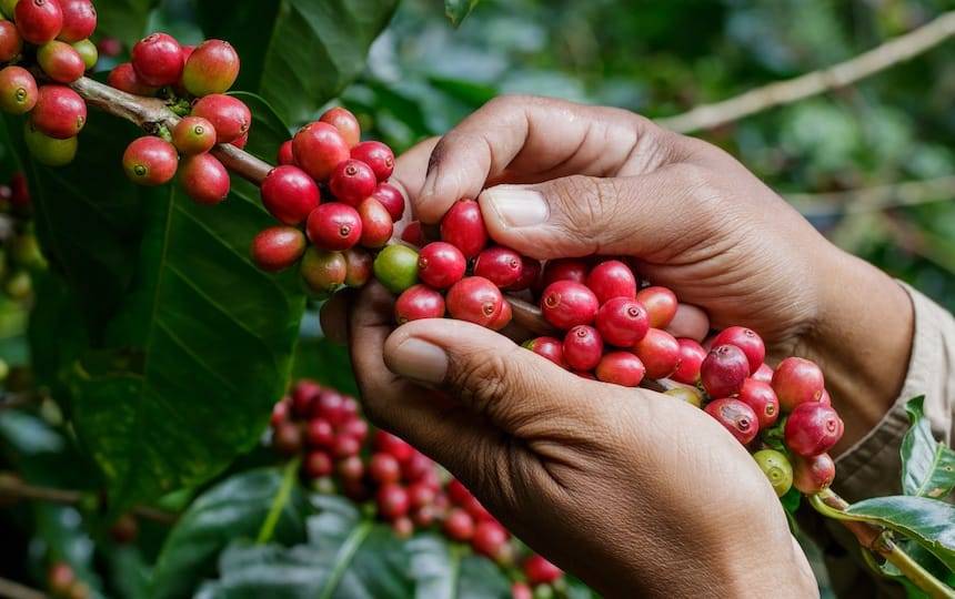 How To Grow Your Own Coffee