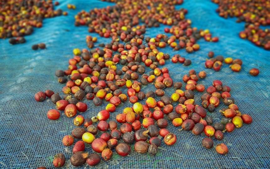 drying coffee berries