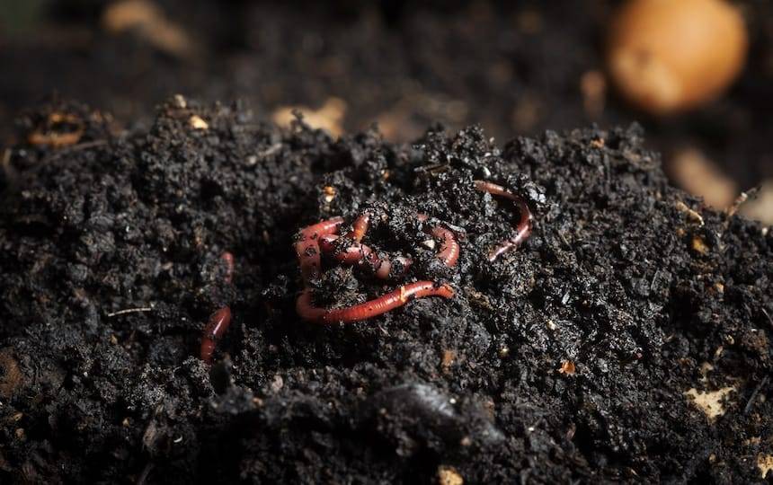 Worm Composting- A Beginner’s Guide