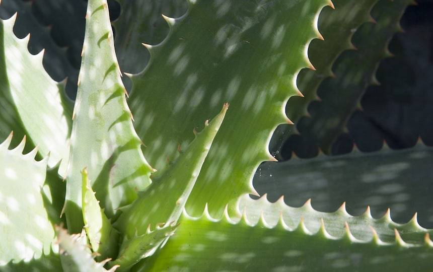Aloe vera in the garden