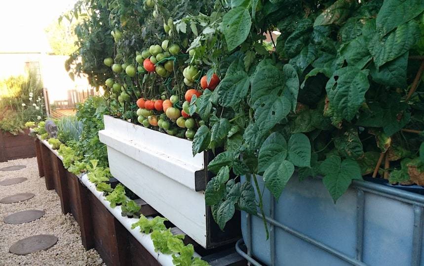 growing vegetables with aquaponics