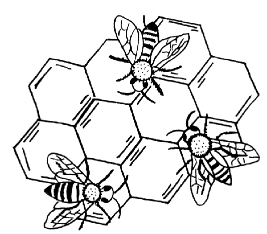 Honeycomb illustration