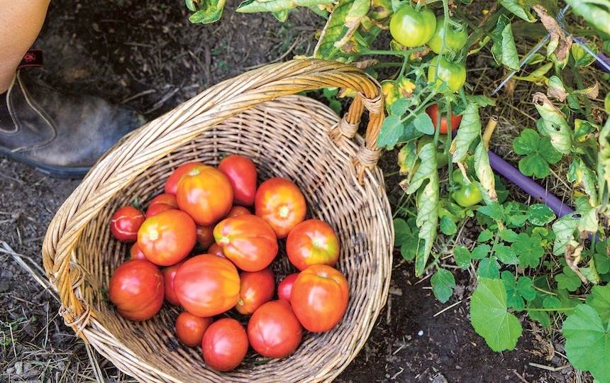 What Kind of Tomatoes Should I Grow?
