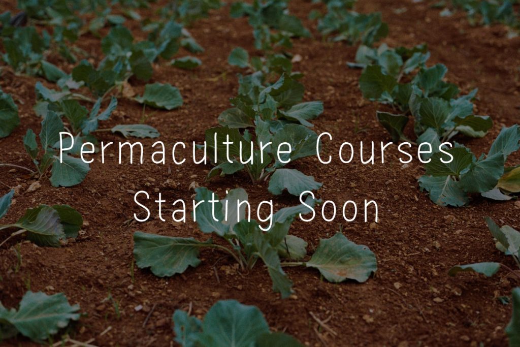 permaculture courses starting soon