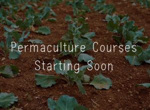 permaculture courses starting soon