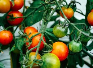 How to trellis tomatoes
