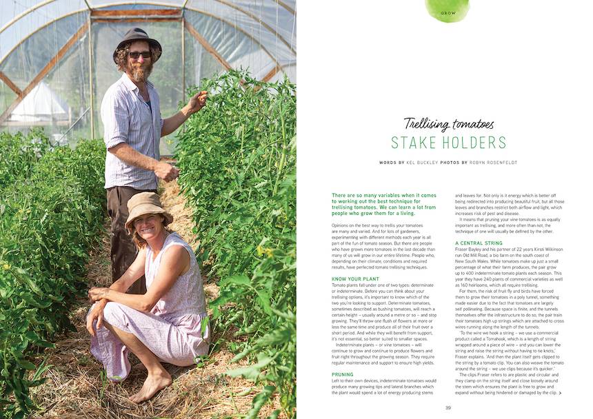 growing tomatoes pip magazine issue 22