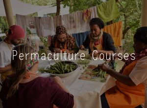 permaculture courses directory