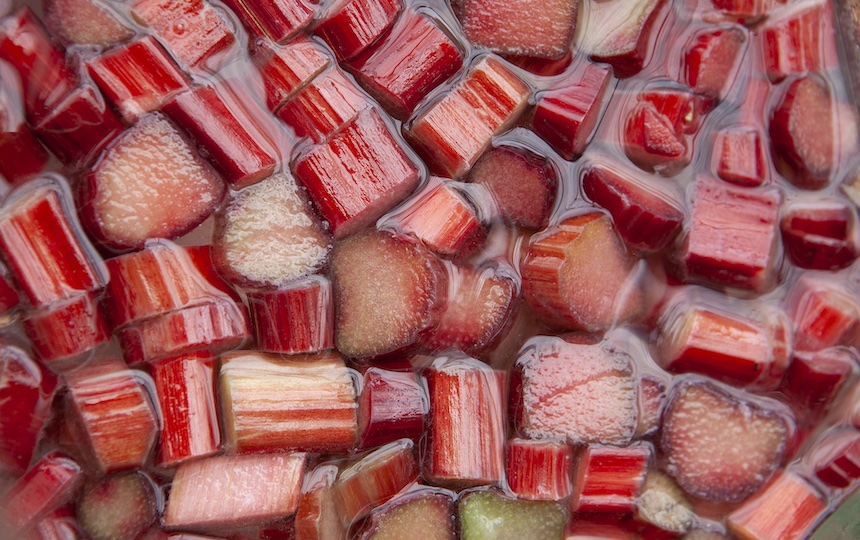 fermenting rhubarb