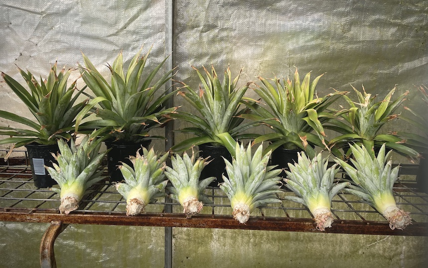 Growing Pineapples From Tops