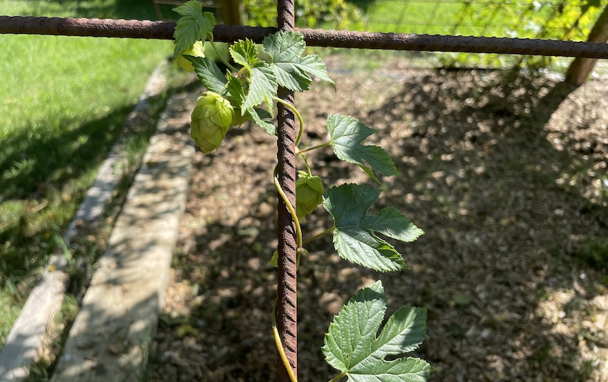 growing hops at home