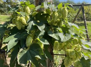 5 Reasons To Plant Hops At Home
