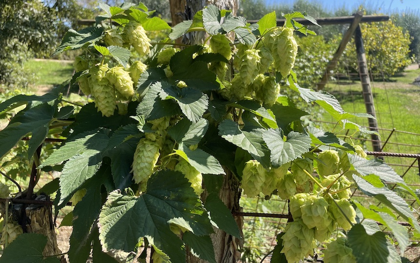 5 Reasons To Plant Hops At Home