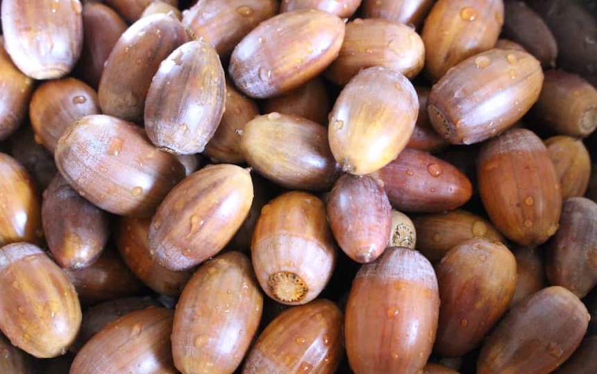collecting acorns