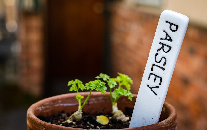 saving money by growing herbs and vegetables