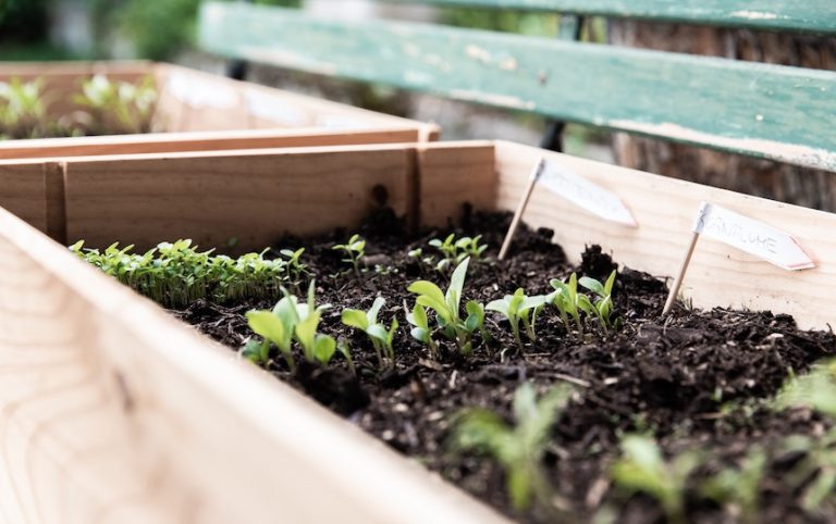 7 Cost-Effective Vegetables To Grow At Home