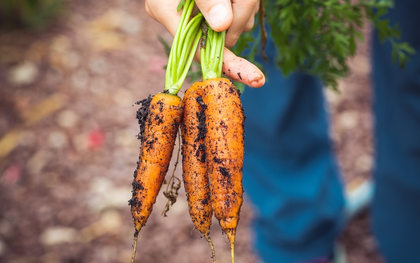 Growing carrots at home