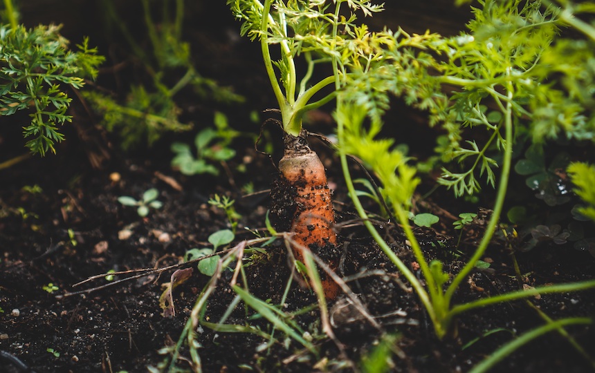 Why Healthy Soils Make Healthy Humans
