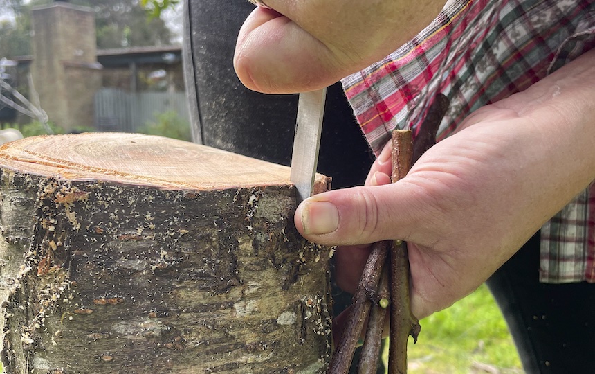 How to graft fruit trees