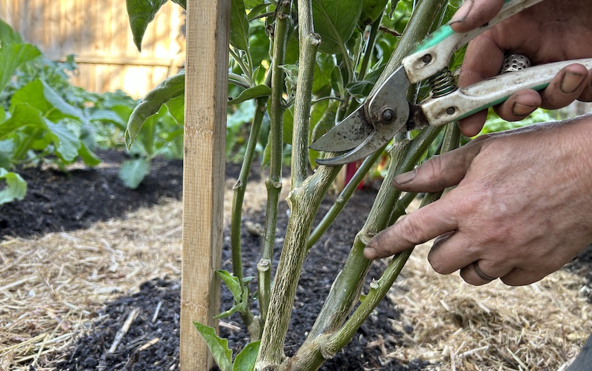 If you can’t bear to pull out that productive chilli, eggplant, capsicum, tomatillo or even tomato plant that has produced well over summer, you can help a plant survive the cooler months by overwintering it and get a jump on the new season.