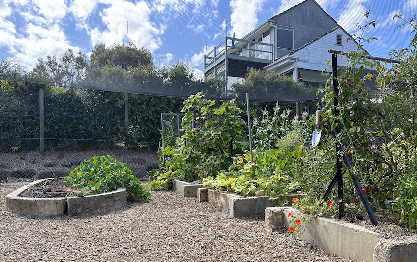 From Disused Tennis Court to a Productive Vegie Garden 1