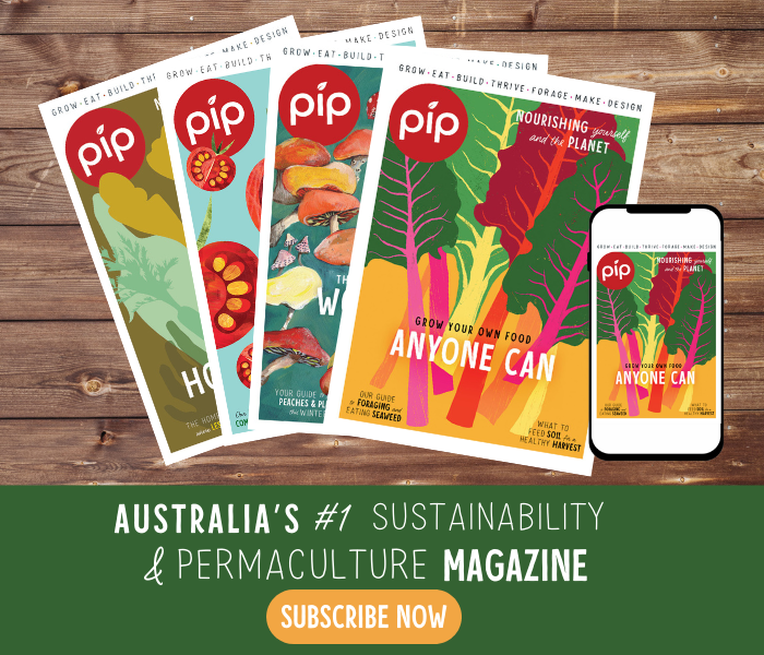 How to harvest corn  Organic Gardener Magazine Australia