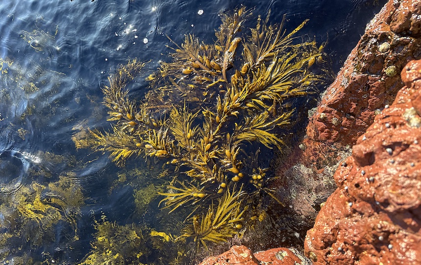 Rich in essential vitamins, minerals and antioxidants, seaweed offers a plethora of advantages for both human health and the environment.