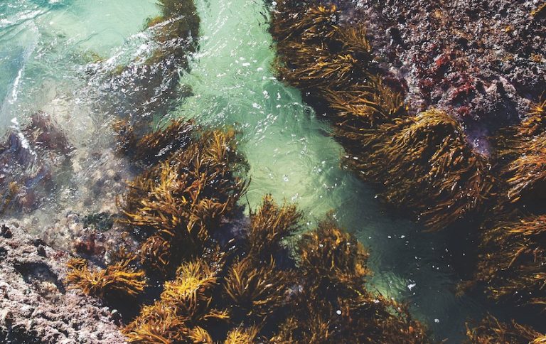 10 reasons to include seaweed in your diet