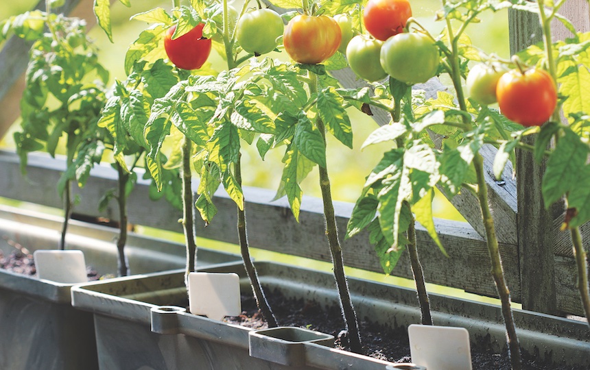 Growing tomatoes at home