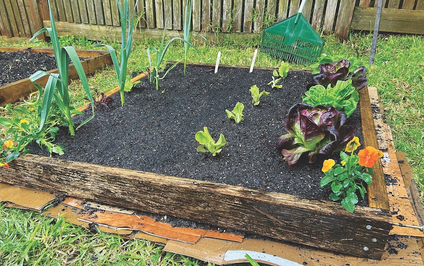 Growing fresh vegetables in your backyard