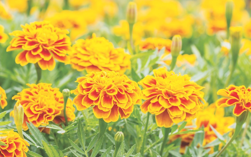3 Natural Ways To Deter Pests In Your Garden - grow edible flowers