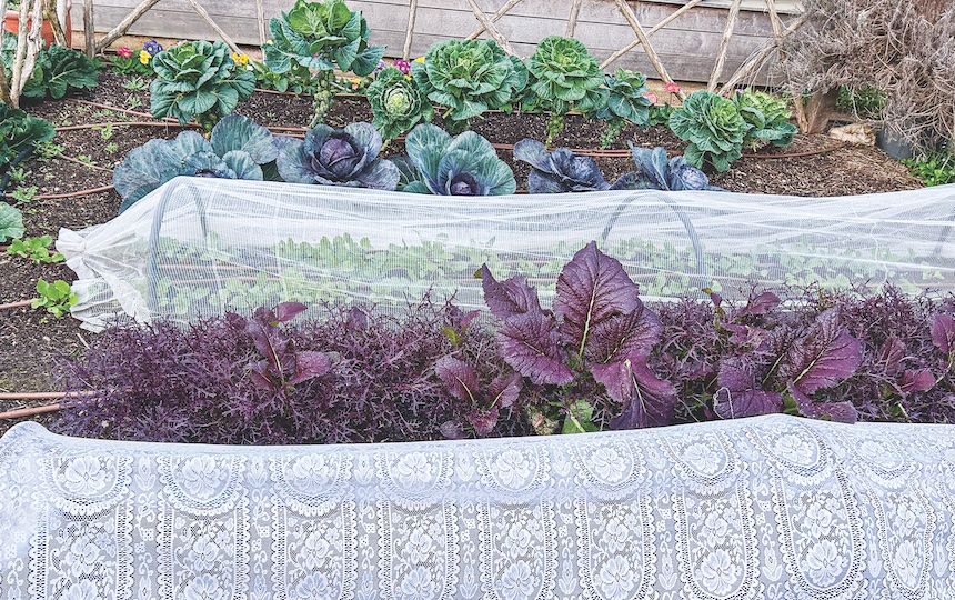 3 Natural Ways To Deter Pests In Your Garden - Use exclusion netting