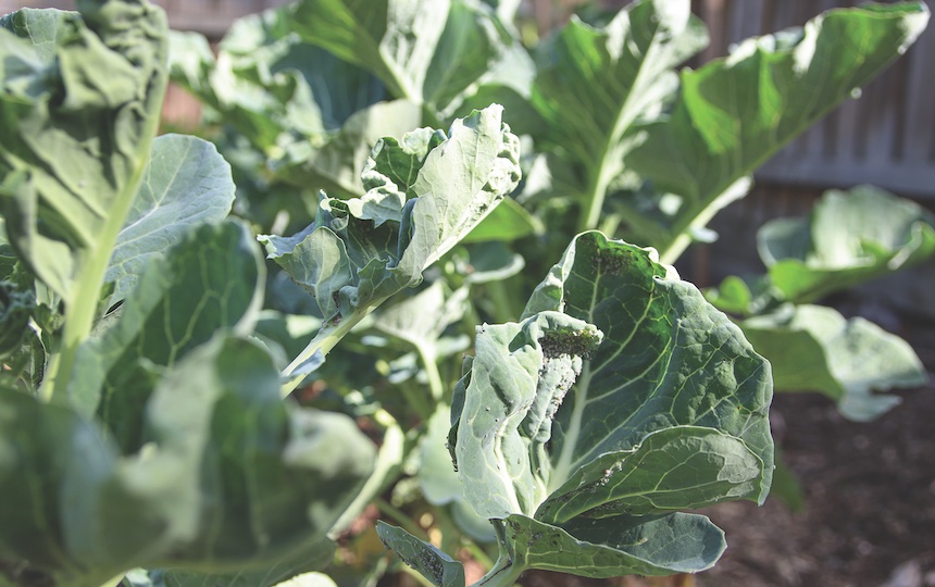 3 Natural Ways To Deter Pests In Your Garden - plant sacfriical crops