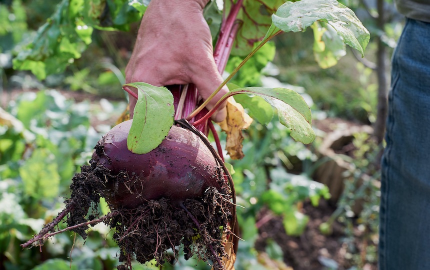 Growing food in healthy soil