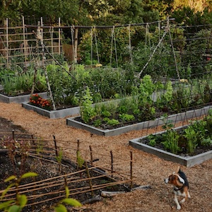 Milkwood Organic Vegetable Gardening Course