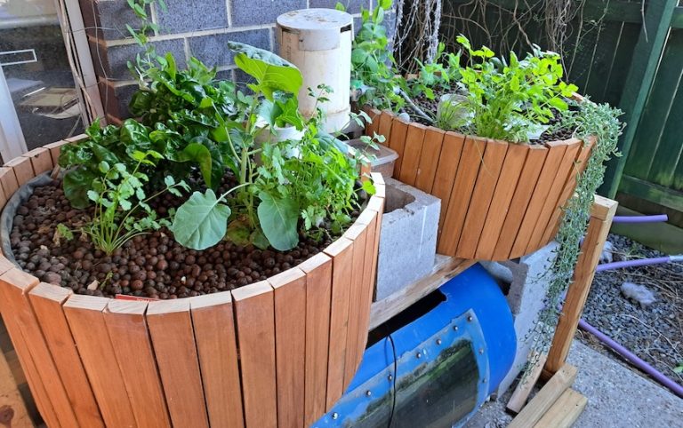 Growing vegies and fish in a closed-loop aquaponics system can be a healthy, sustainable and low-maintenance way to grow food at home.