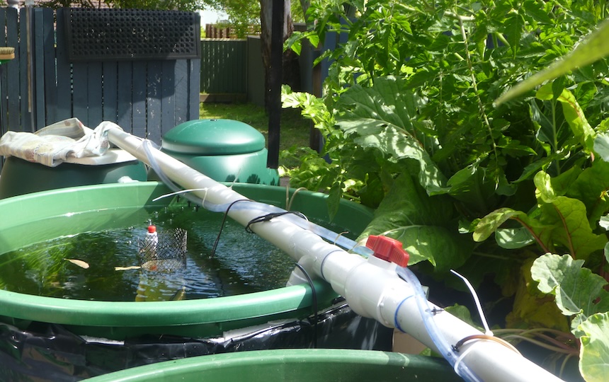 With constant water and fertiliser from the fish flowing through the system, the plants are not limited in their growing potential by the available nutrients, as can be the case with soil gardening. 